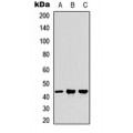 LifeSab™ MFG-E8 Rabbit pAb (50 µl)