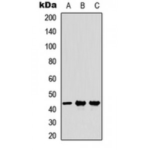 LifeSab™ MFG-E8 Rabbit pAb (50 µl)