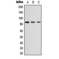 LifeSab™ Myeloperoxidase 84k Rabbit pAb (50 µl)
