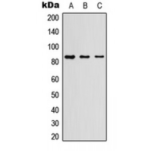 LifeSab™ Myeloperoxidase 84k Rabbit pAb (50 µl)
