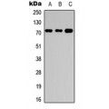 LifeSab™ NBPF4/6 Rabbit pAb (50 µl)