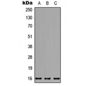 LifeSab™ NDUFB7 Rabbit pAb (50 µl)