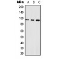 LifeSab™ Neuroligin 1 Rabbit pAb (50 µl)