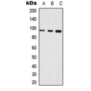 LifeSab™ Neuroligin 1 Rabbit pAb (50 µl)