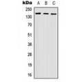 LifeSab™ Nidogen 2 Rabbit pAb (50 µl)