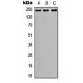 LifeSab™ NOTCH3 Rabbit pAb (50 µl)