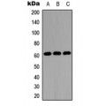 LifeSab™ OCT1 Rabbit pAb (50 µl)