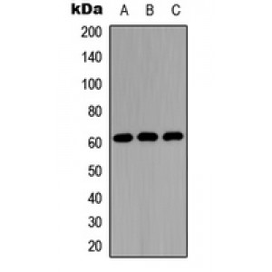 LifeSab™ OCT1 Rabbit pAb (50 µl)