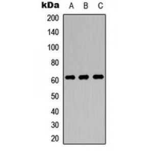 LifeSab™ OCTN1 Rabbit pAb (50 µl)