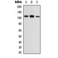 LifeSab™ OPA1 Rabbit pAb (50 µl)