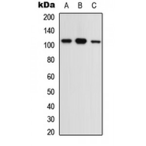 LifeSab™ OPA1 Rabbit pAb (50 µl)