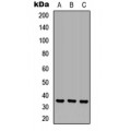 LifeSab™ OR6N1 Rabbit pAb (50 µl)