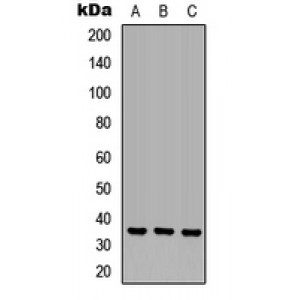 LifeSab™ OR6N1 Rabbit pAb (50 µl)