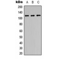 LifeSab™ PPP1R13B Rabbit pAb (50 µl)