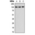 LifeSab™ PRDM10 Rabbit pAb (50 µl)