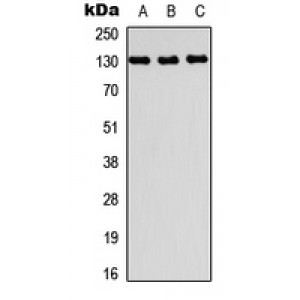 LifeSab™ PRDM10 Rabbit pAb (50 µl)