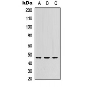 LifeSab™ PSG3 Rabbit pAb (50 µl)