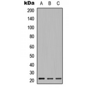 LifeSab™ Relaxin 2 Rabbit pAb (50 µl)