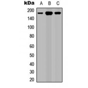 LifeSab™ ROBO1 Rabbit pAb (50 µl)