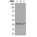 LifeSab™ RPA4 Rabbit pAb (50 µl)