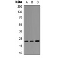 LifeSab™ SFTPA1 Rabbit pAb (50 µl)