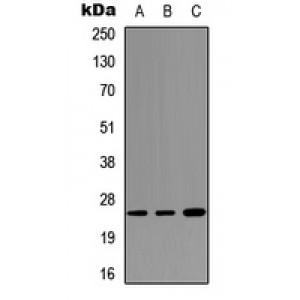 LifeSab™ SFTPA1 Rabbit pAb (50 µl)