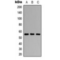 LifeSab™ TFCP2L1 Rabbit pAb (50 µl)