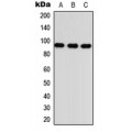 LifeSab™ TGFBR3 Rabbit pAb (50 µl)