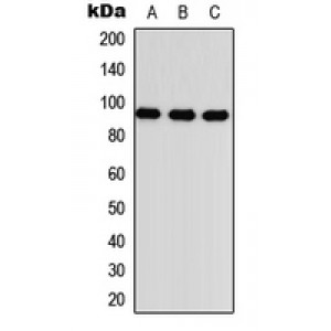 LifeSab™ TGFBR3 Rabbit pAb (50 µl)