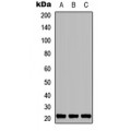 LifeSab™ TNFAIP8L1 Rabbit pAb (50 µl)