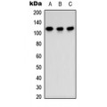 LifeSab™ TSHZ3 Rabbit pAb (50 µl)