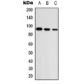 LifeSab™ UNC5A Rabbit pAb (50 µl)