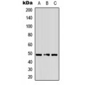 LifeSab™ Alpha-2A Adrenergic Receptor Rabbit pAb (50 µl)