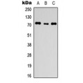 LifeSab™ ANO1 Rabbit pAb (50 µl)