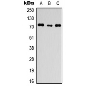 LifeSab™ ANO1 Rabbit pAb (50 µl)