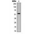 LifeSab™ ATG4C Rabbit pAb (50 µl)
