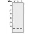 LifeSab™ ATP6V1G3 Rabbit pAb (50 µl)