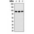 LifeSab™ Ataxin 7 Rabbit pAb (50 µl)