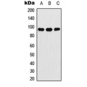 LifeSab™ Ataxin 7 Rabbit pAb (50 µl)