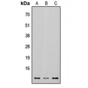 LifeSab™ Osteocalcin Rabbit pAb (50 µl)