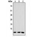 LifeSab™ CCL26 Rabbit pAb (50 µl)