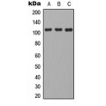 LifeSab™ CD101 Rabbit pAb (50 µl)