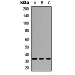 LifeSab™ CD274 Rabbit pAb (50 µl)