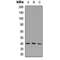 LifeSab™ CD72 Rabbit pAb (50 µl)