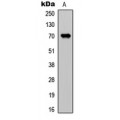 LifeSab™ CDC25A Rabbit pAb (50 µl)