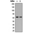 LifeSab™ CERKL Rabbit pAb (50 µl)