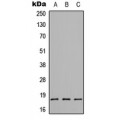 LifeSab™ CMTM1 Rabbit pAb (50 µl)