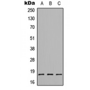 LifeSab™ CMTM1 Rabbit pAb (50 µl)