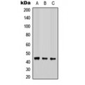 LifeSab™ COX15 Rabbit pAb (50 µl)