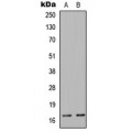 LifeSab™ COX4-1 Rabbit pAb (50 µl)